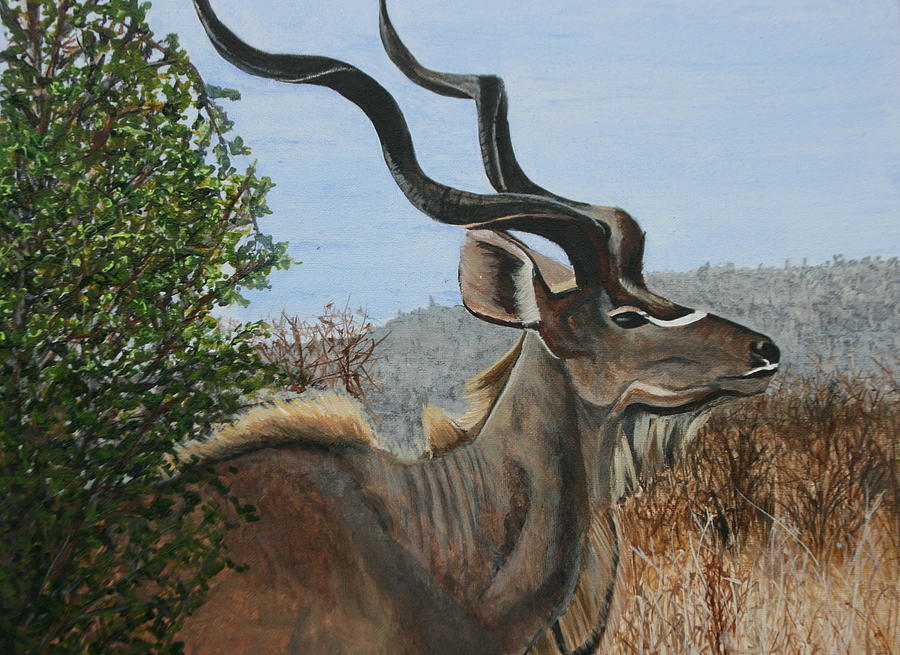 900x655 Male Kudu Antelope Painting By Betty Anne Mcdonald - Antelope Painting