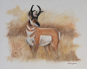 300x240 Prairie Prince Painting By Kent L Gordon - Antelope Painting