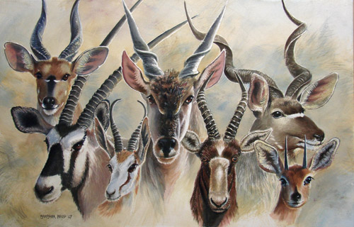 500x320 Common Cape Antelope Barbara Philip - Antelope Painting