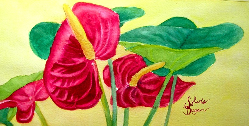 800x406 Anthurium Or Flamingo Flower - Anthurium Painting