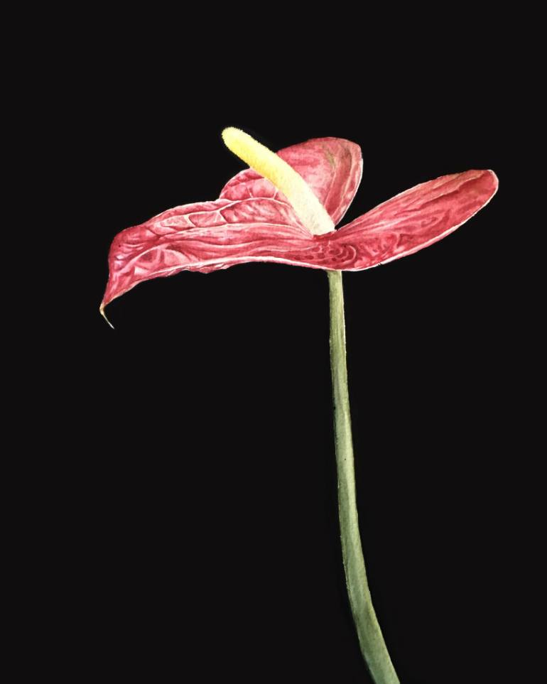770x963 Saatchi Art Anthurium Painting By Katryn Bowe - Anthurium Painting