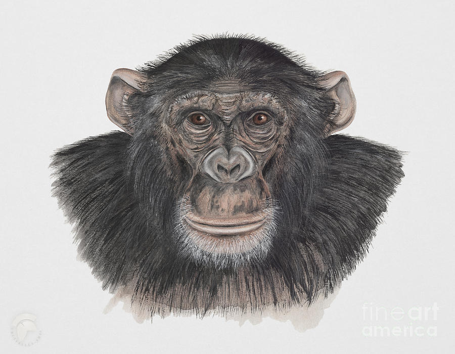 900x700 Common Or Robust Chimpanzee - Ape Painting