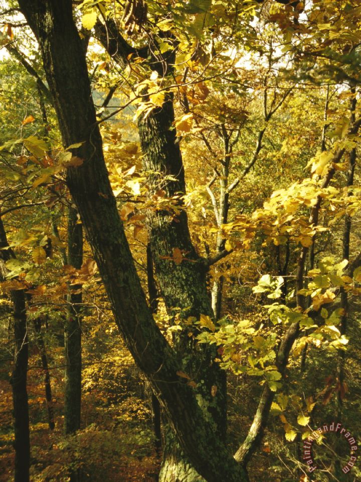 720x960 Raymond Gehman Fall Foliage In An Appalachian Trail Forest - Appalachian Trail Painting