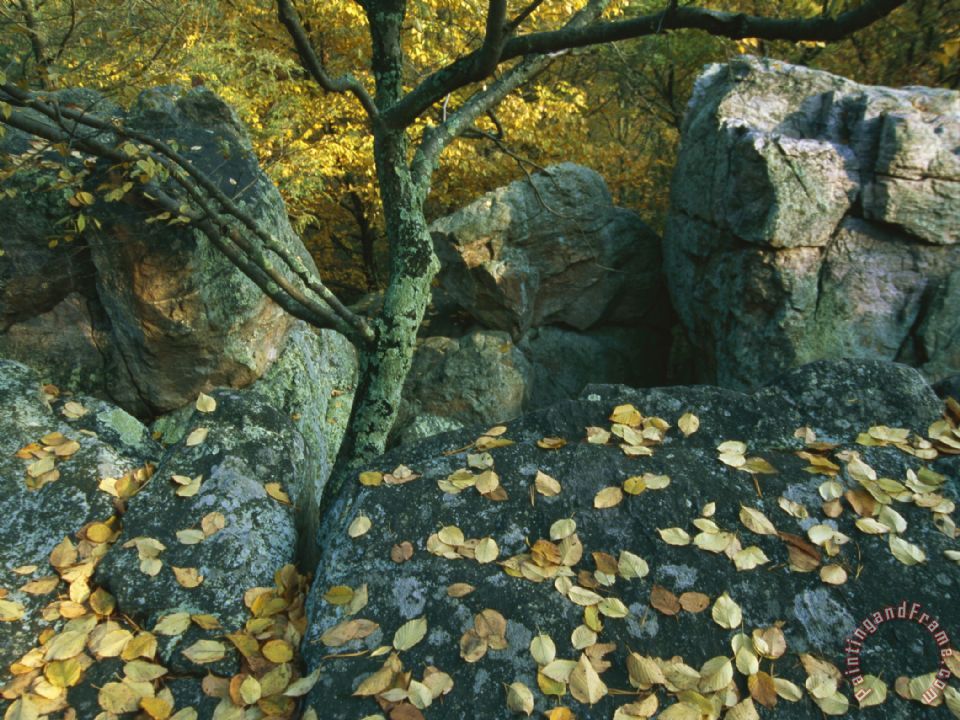960x720 Raymond Gehman Fall Leaves On Rocks Along The Appalachian Trail - Appalachian Trail Painting