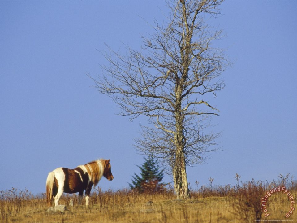 960x720 Raymond Gehman Wild Horse And An Ash Tree On The Appalachian Trail - Appalachian Trail Painting