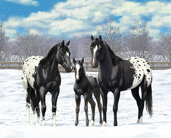 600x485 Black Appaloosa Horses In Winter Pasture Art Print By Crista Forest - Appaloosa Horse Painting