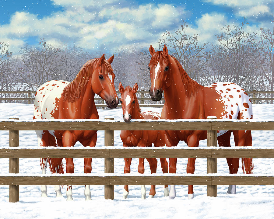 900x720 Chestnut Appaloosa Horses In Snow Painting By Crista Forest - Appaloosa Horse Painting