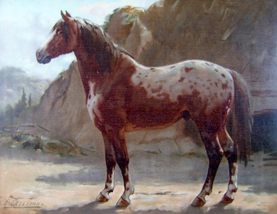 550x425 Appaloosa Horse Art The Equinest - Appaloosa Horse Painting
