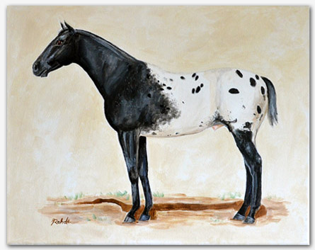 445x353 Original Appaloosa Horse Paintings For Sale Chief Of Fourmile - Appaloosa Horse Painting