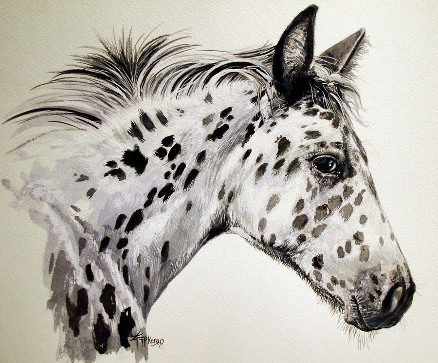 900x745 Appaloosa Art Appaloosa Painting By Keran Sunaski Gilmore - Appaloosa Horse Painting