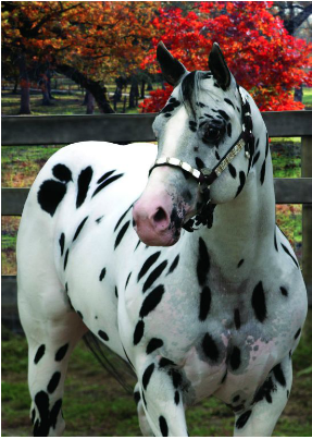 287x403 Appaloosa Horse Club And The Trail Of Painted Ponies Partner - Appaloosa Horse Painting