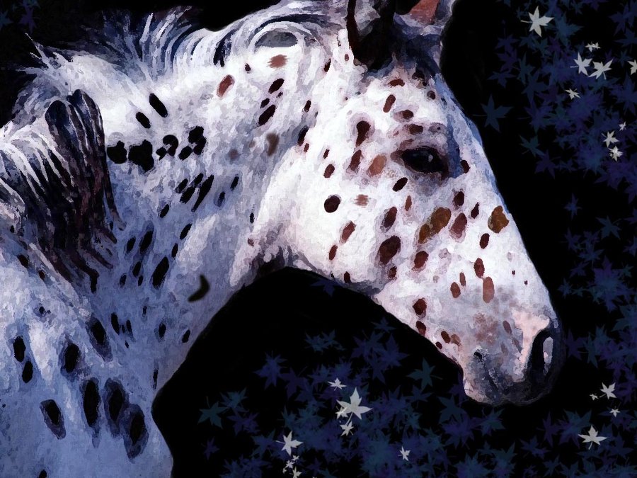 900x675 Appaloosa My Favorite Horse By Angela239 - Appaloosa Horse Painting