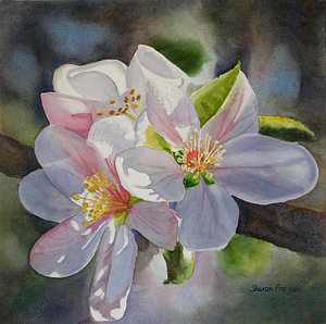 300x298 Apple Blossoms In Sunlight Painting By Sharon Freeman - Apple Blossom Painting