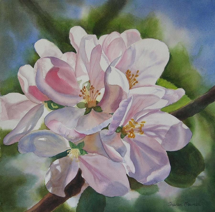 900x891 Apple Blossoms Painting By Sharon Freeman - Apple Blossom Painting
