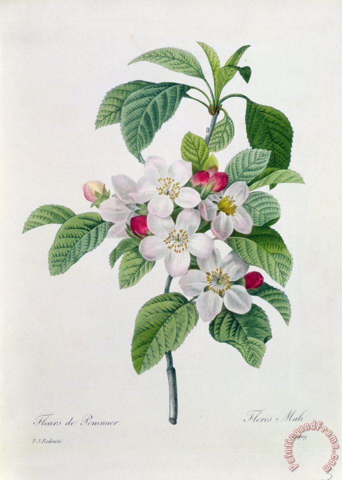 685x960 Pierre Joseph Redoute Apple Blossom Painting - Apple Blossom Painting