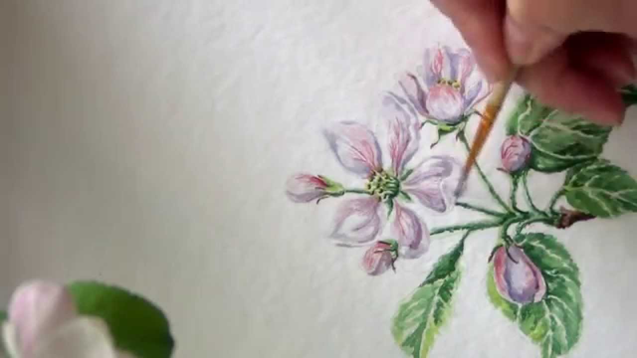 1280x720 How To Paint Realistic Apple Blossom.botanical Painting - Apple Blossom Painting