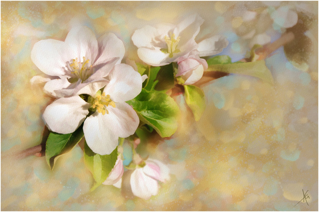1024x680 Apple Blossom Study By Brush4u - Apple Blossom Painting