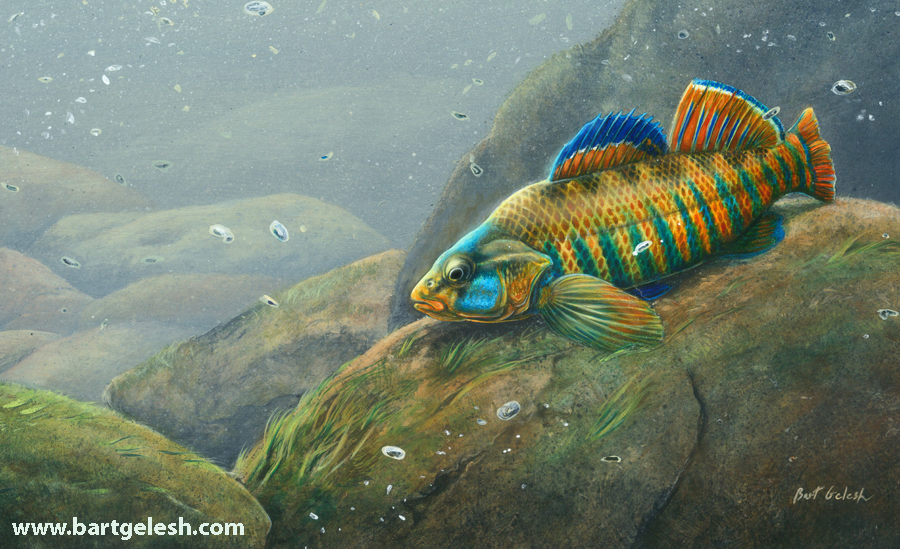 900x549 New Native Fish Painting! Bartgelesh - Aquarium Fish Painting