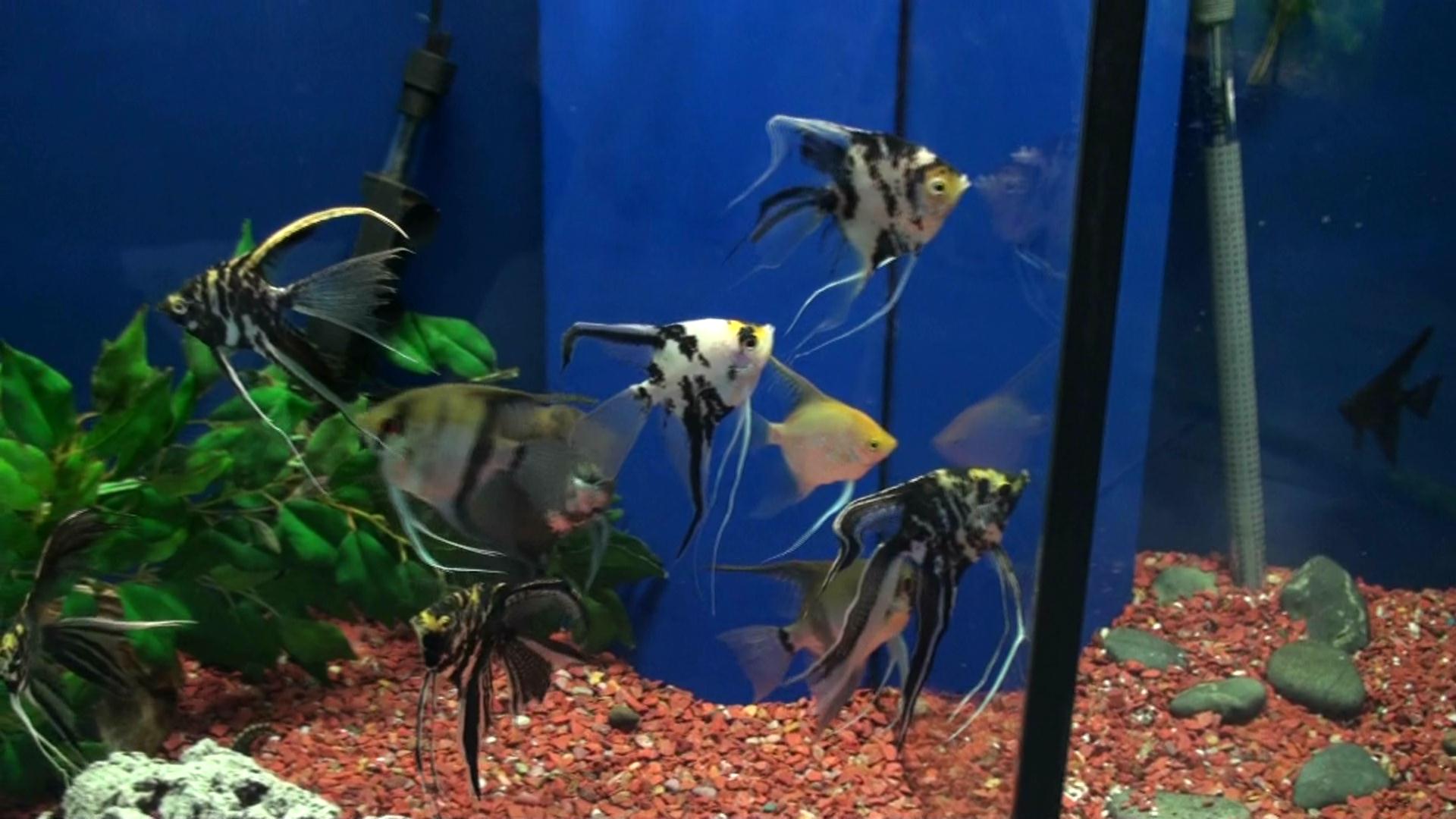 1920x1080 Paint A Tropical Fish Tank Instead Of A Paper Aquarium Background - Aquarium Fish Painting