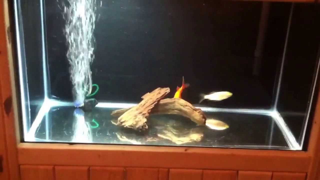 1280x720 Painted My Fish Tank Black. Quick Setup - Aquarium Fish Painting