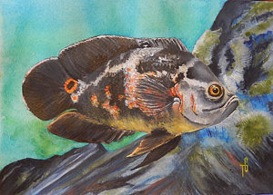 300x215 Aquarium Fish Paintings - Aquarium Fish Painting