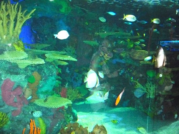 600x450 Bucket List For Kids Ripley's Aquarium Canada Riding The Buses - Aquarium Painting For Kids