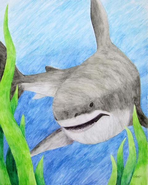 480x600 Shark - Aquatic Painting