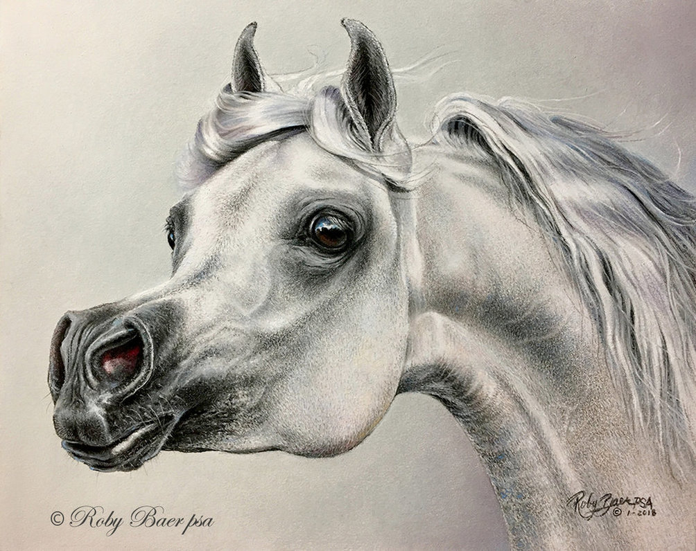 Голова арабской лошади рисунок