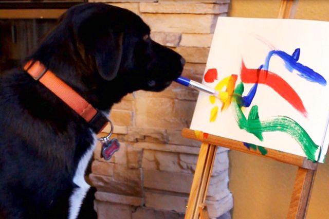 640x426 Arbor The Painting Dog Auctions Art To Save Canine Lives We Love - Arbor The Painting Dog