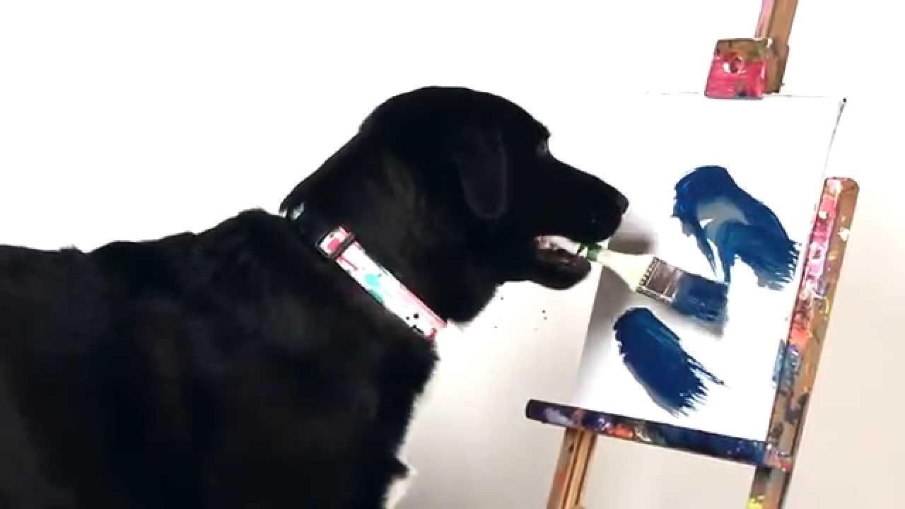 1280x720 Arbor The Painting Dog Paints For Pawcasso Fundraiser 2014 - Arbor The Painting Dog