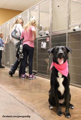 270x400 Shelter Dog Reveals Special Talent Petsmart Charities - Arbor The Painting Dog
