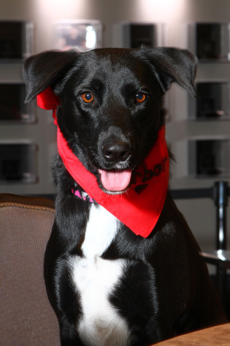 332x498 Wsop Hosts Dogs Playing Poker Photo Op Las Vegas Blog - Arbor The Painting Dog