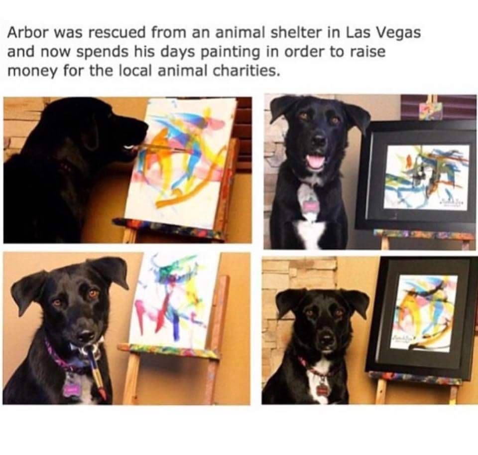 960x913 We Can'T Get Enough Of Arbor The Painting Dog! Check Out His Fb - Arbor The Painting Dog