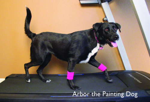 500x339 Winter Tips To Keep Your Pet Healthy Amp Active - Arbor The Painting Dog