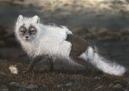 440x312 Arctic Fox - Arctic Fox Painting