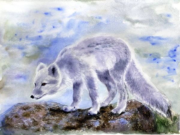 600x450 Arctic Fox. Watercolor By Alartstudio On Wolf - Arctic Fox Painting