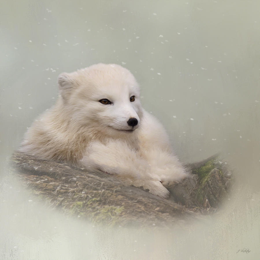 900x900 Daring The Soul - Arctic Fox Painting