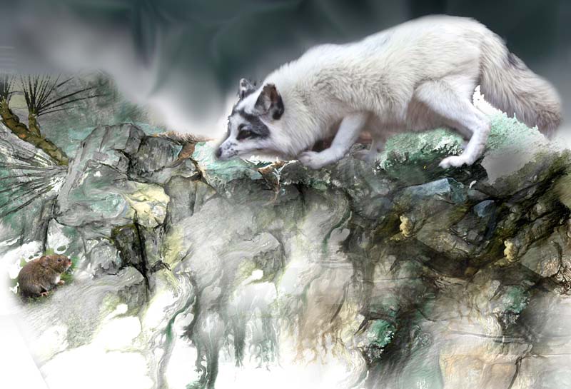 800x545 Gouache Over Acrylic Arctic Fox - Arctic Fox Painting