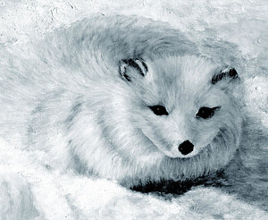 300x246 Silver Snow Fox Painting By Joy Reese - Arctic Fox Painting