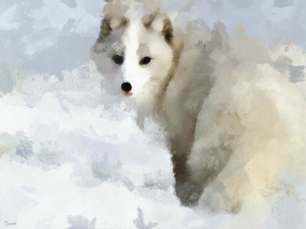 Arctic Fox Painting at PaintingValley.com | Explore collection of ...