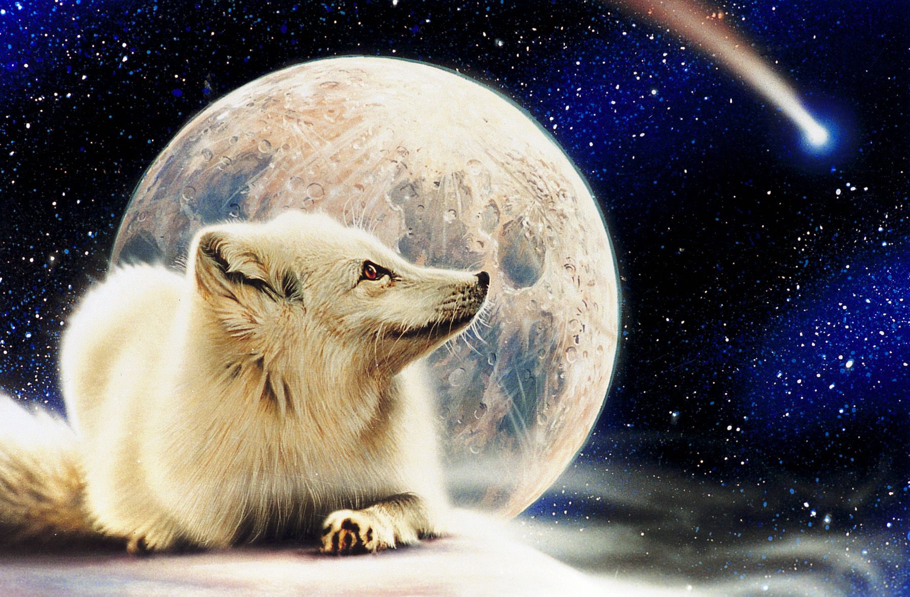 1791x1176 Arctic,fox,painting,inspirational,markus,rothkranz My Artwork - Arctic Fox Painting