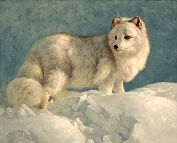 564x455 Arctic Fox Painting By Greg Beecham Wildlife Art - Arctic Fox Painting