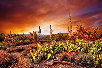 425x283 Oil Painting On Canvas Arizona Desert Cactus Sunset - Arizona Landscape Painting