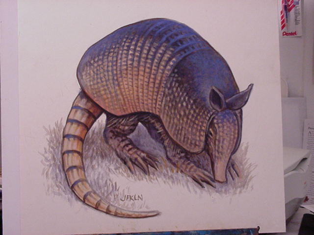 640x480 Paintingarmadillo - Armadillo Painting