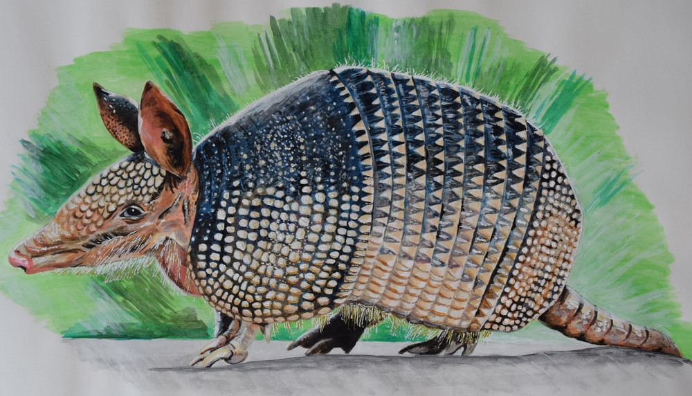 1000x572 Sketches And Drawings Rebecca Drummond - Armadillo Painting