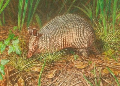 400x288 Southern Pest Control - Armadillo Painting