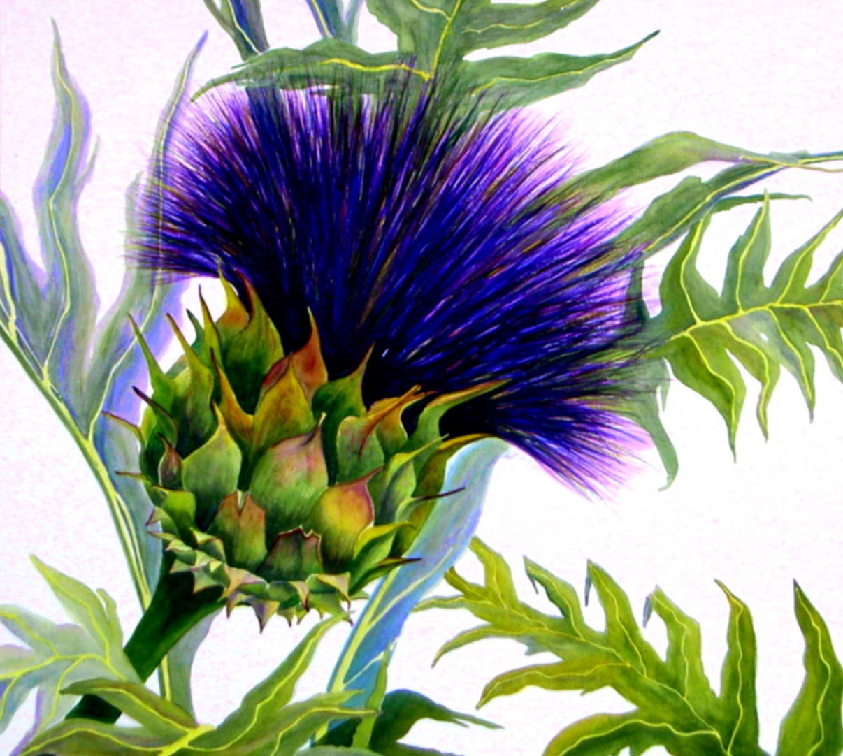 1206x1082 Sue Harrison Art. Original Floral, Landscape Paintings, Limited - Artichoke Painting