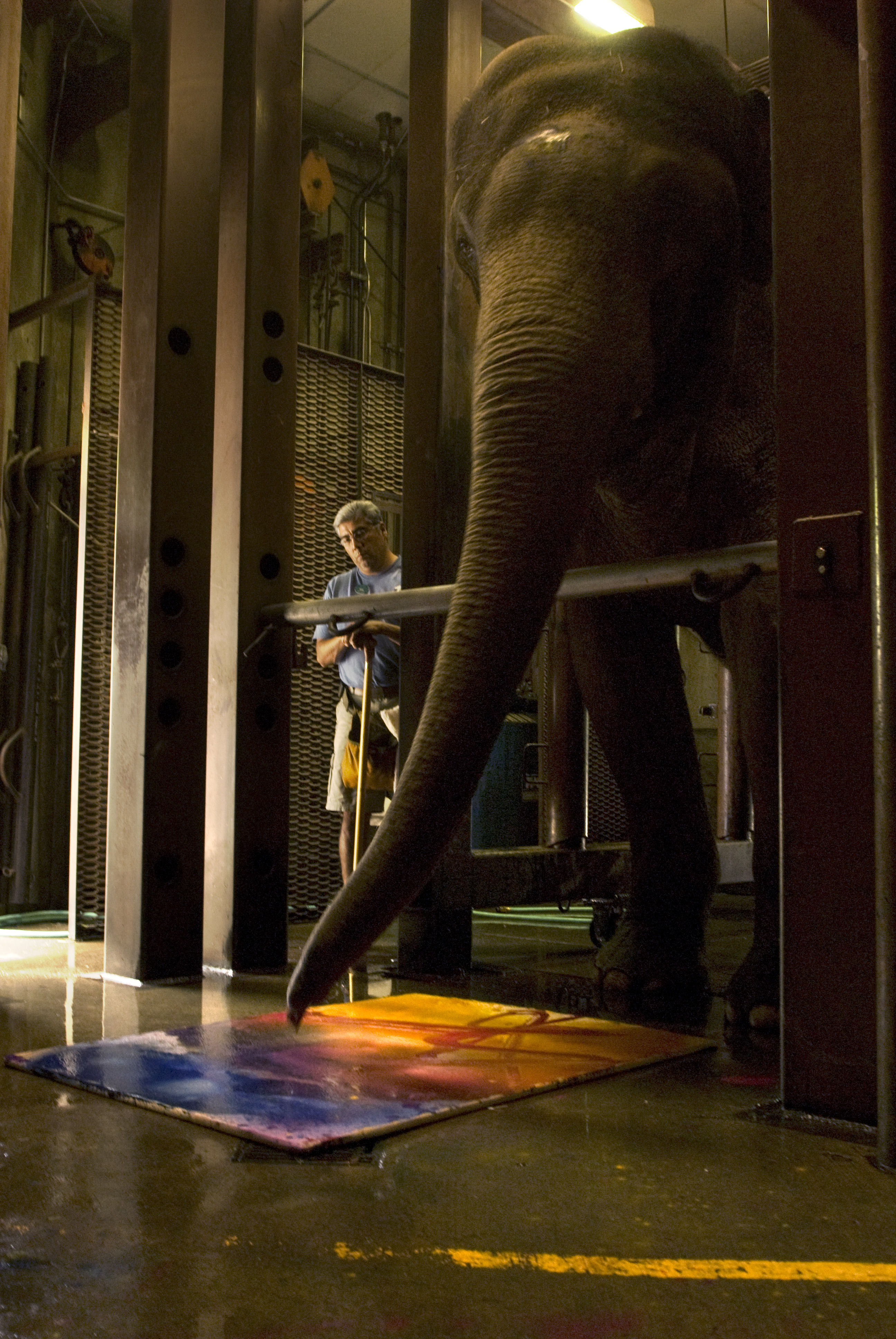 2592x3872 Painting Oregon Zoo - Asian Elephant Painting