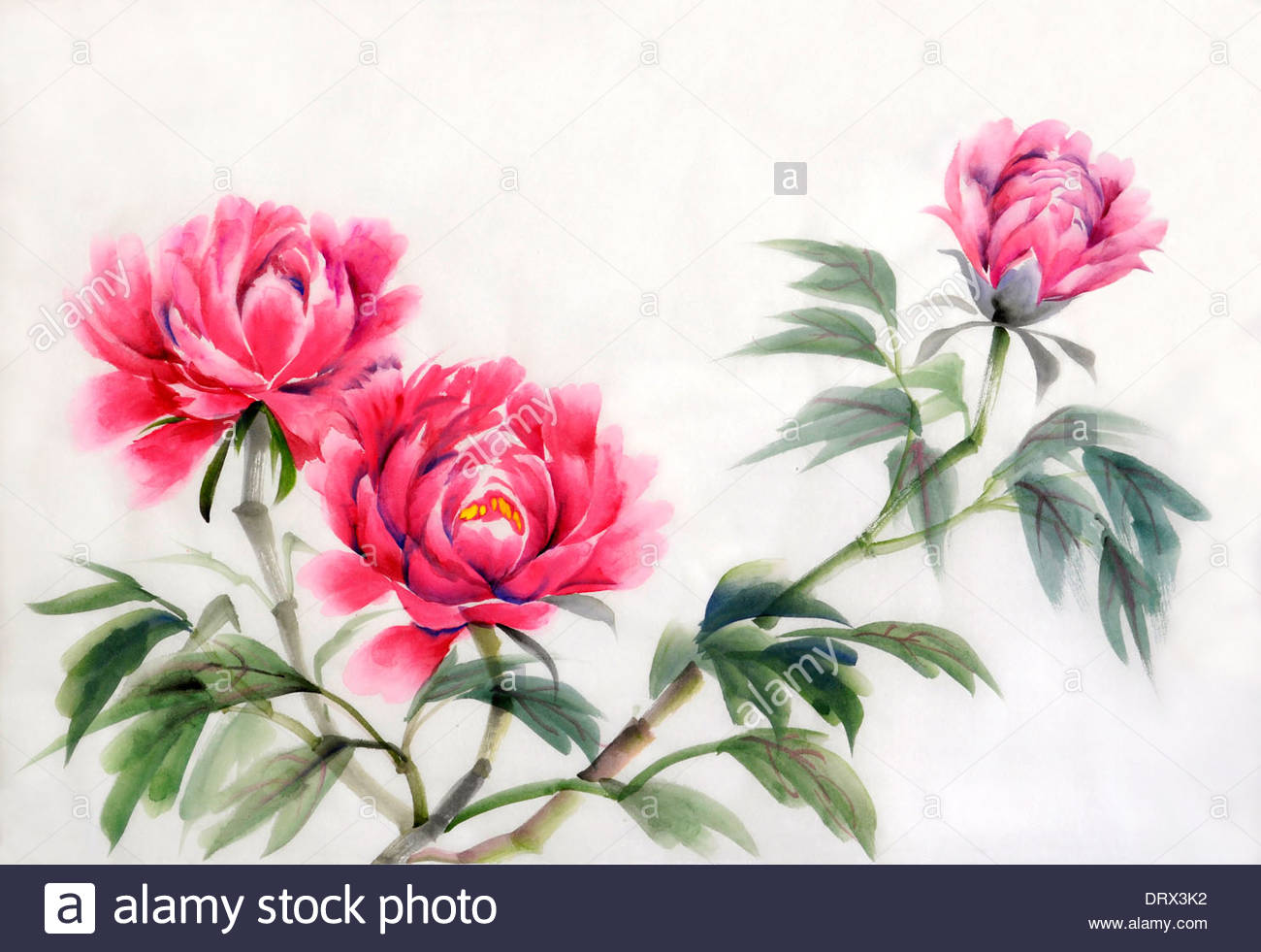 1300x981 Watercolor Painting Of Pink Peonies. Asian Style Stock Photo - Asian Style Painting