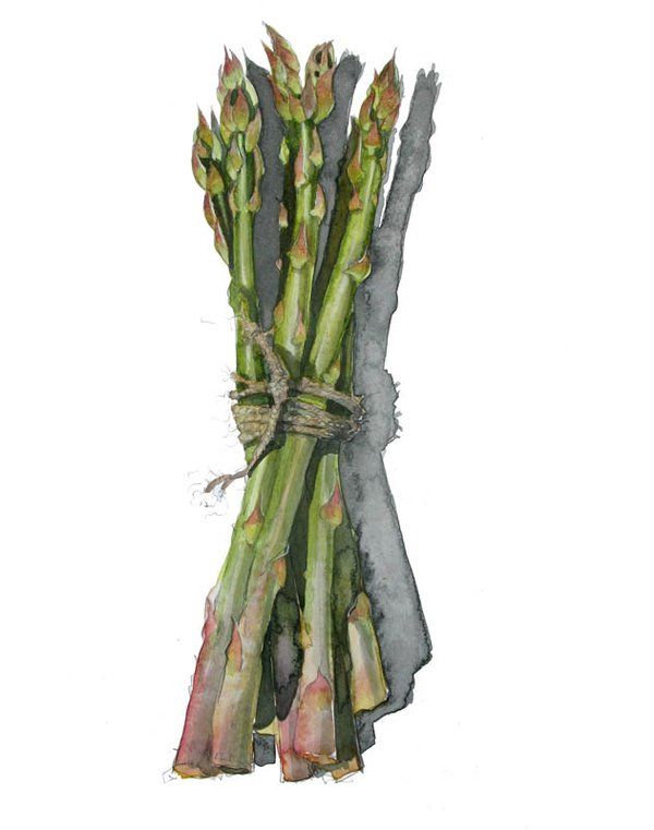 600x761 Liam O'Farrell On Asparagus, Paintings And Watercolor - Asparagus Painting